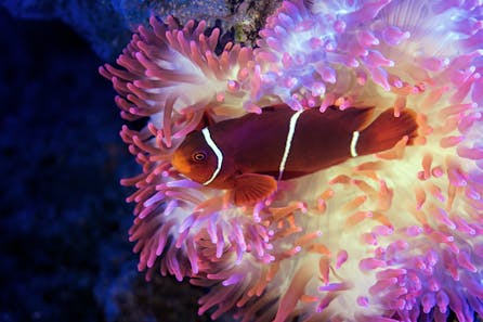 <h3>Sea Life Benalmadena</h3>