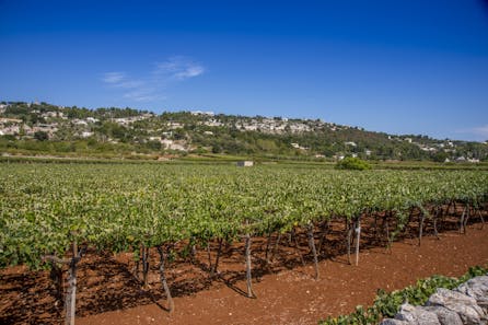 <h3>Descubrir el campo</h3>