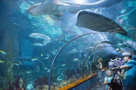 <h3>Loro Parque</h3>