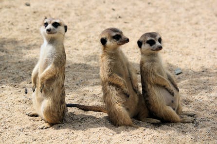 <h3>Bioparc Fuengirola</h3>