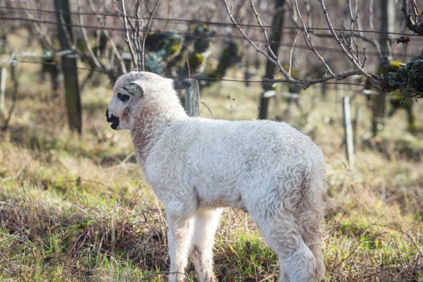 Lamb in vineyard