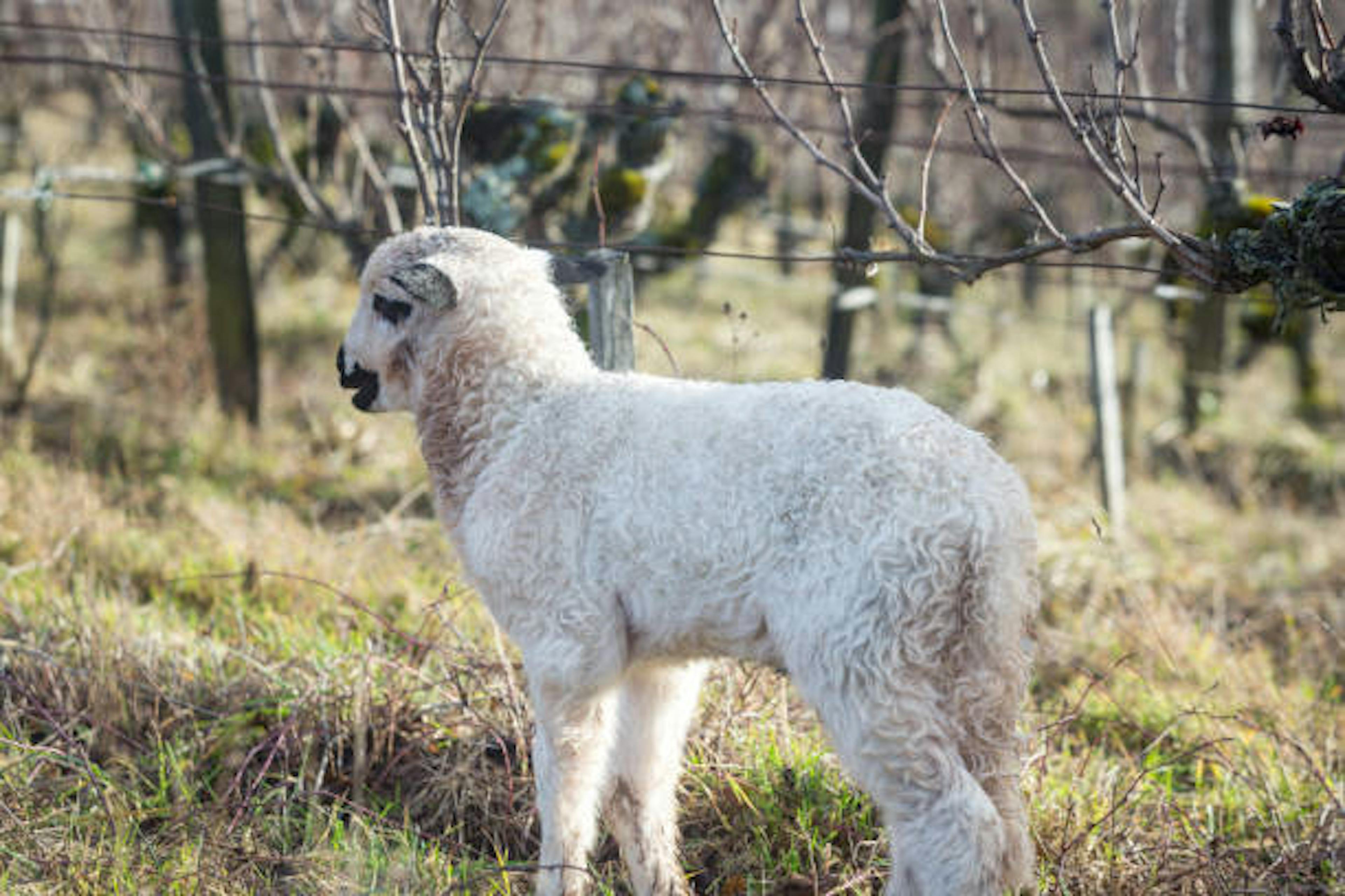 Lamb in vineyard