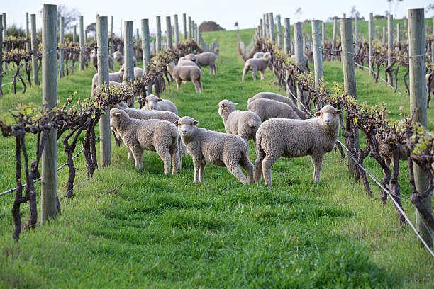 Lambs and vines