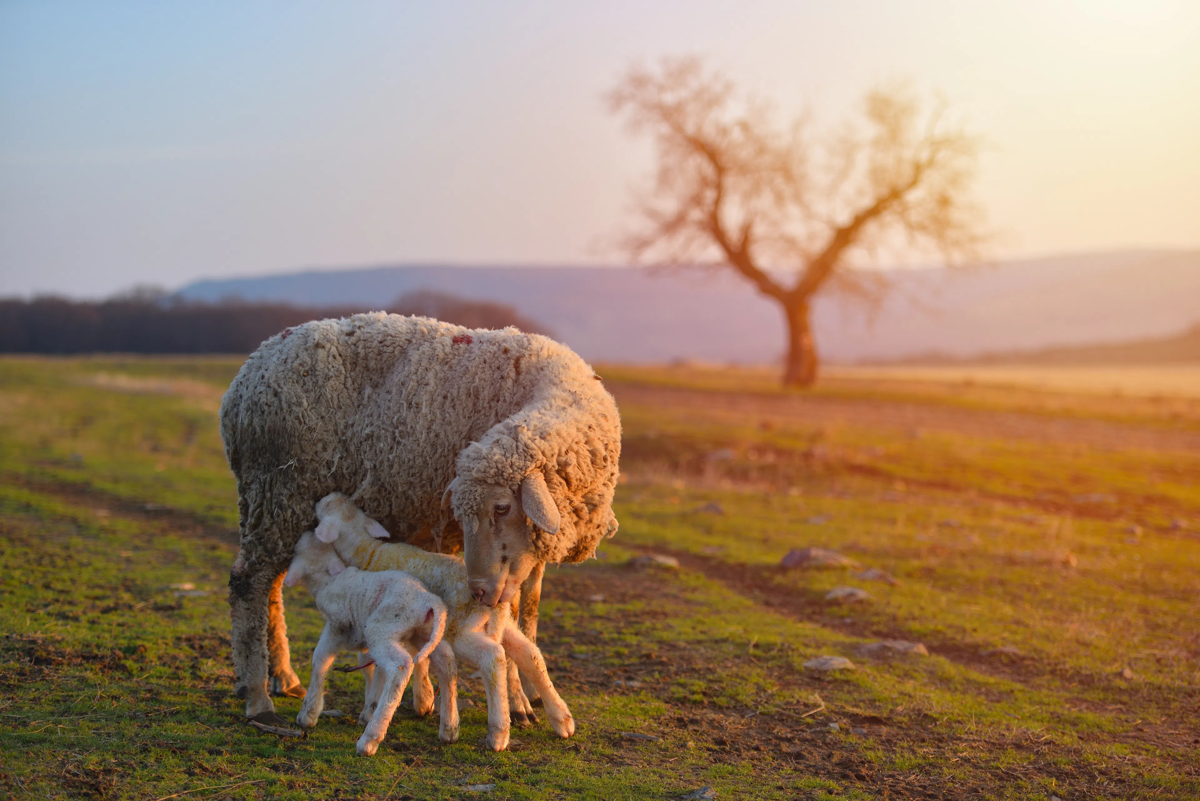 Lambs with mum at sunset