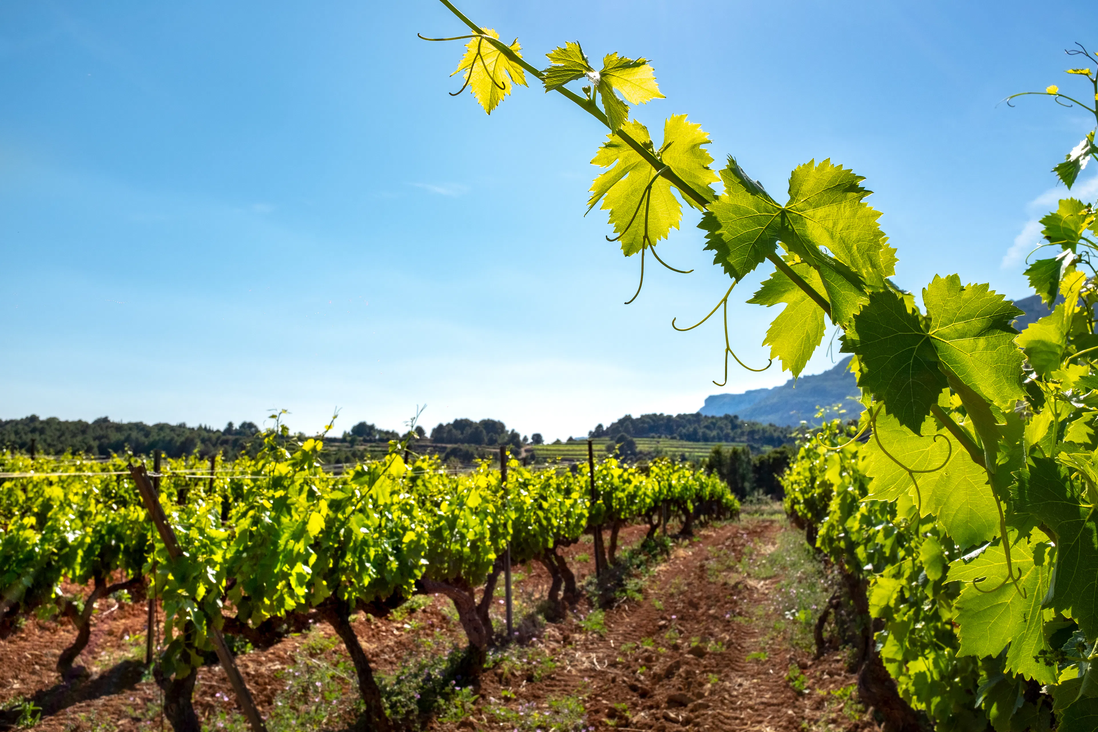 Sunny vineyard row closeup