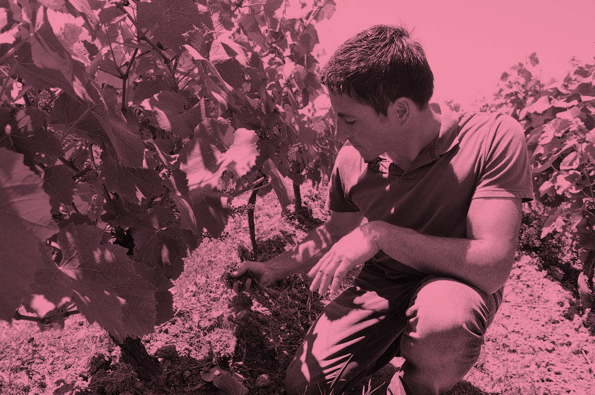 Domaine Nicolas Suteau - Vinsupernaturel