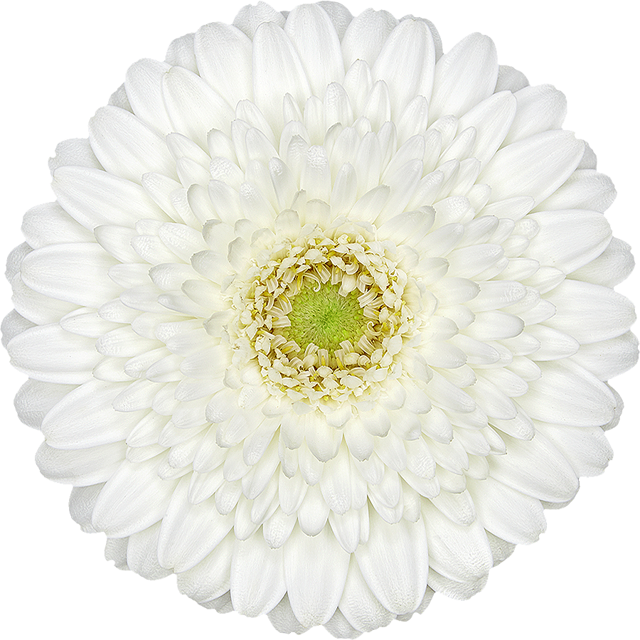 White Jewel
