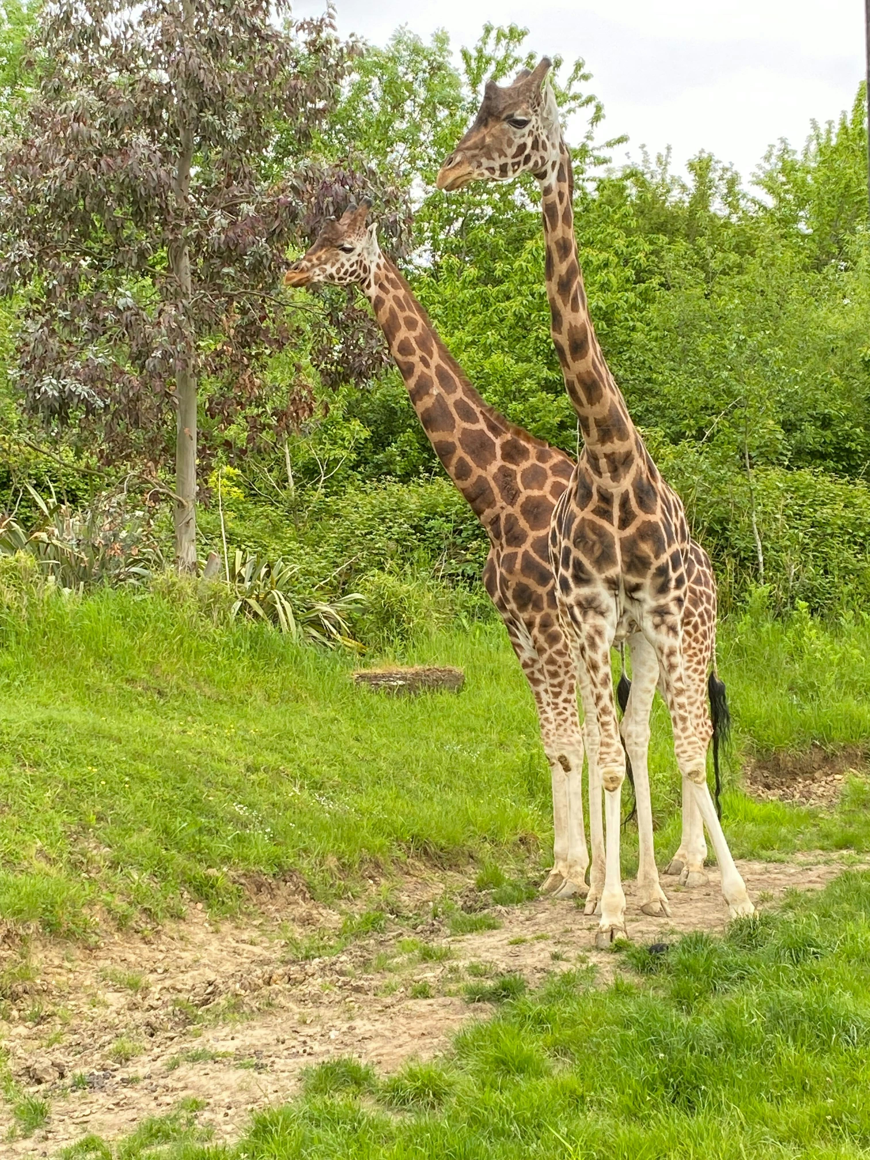 Tried & Tested: Chessington World of Adventures Resort