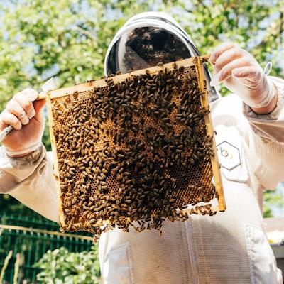Day in a Life of a Hiver Beekeeper
