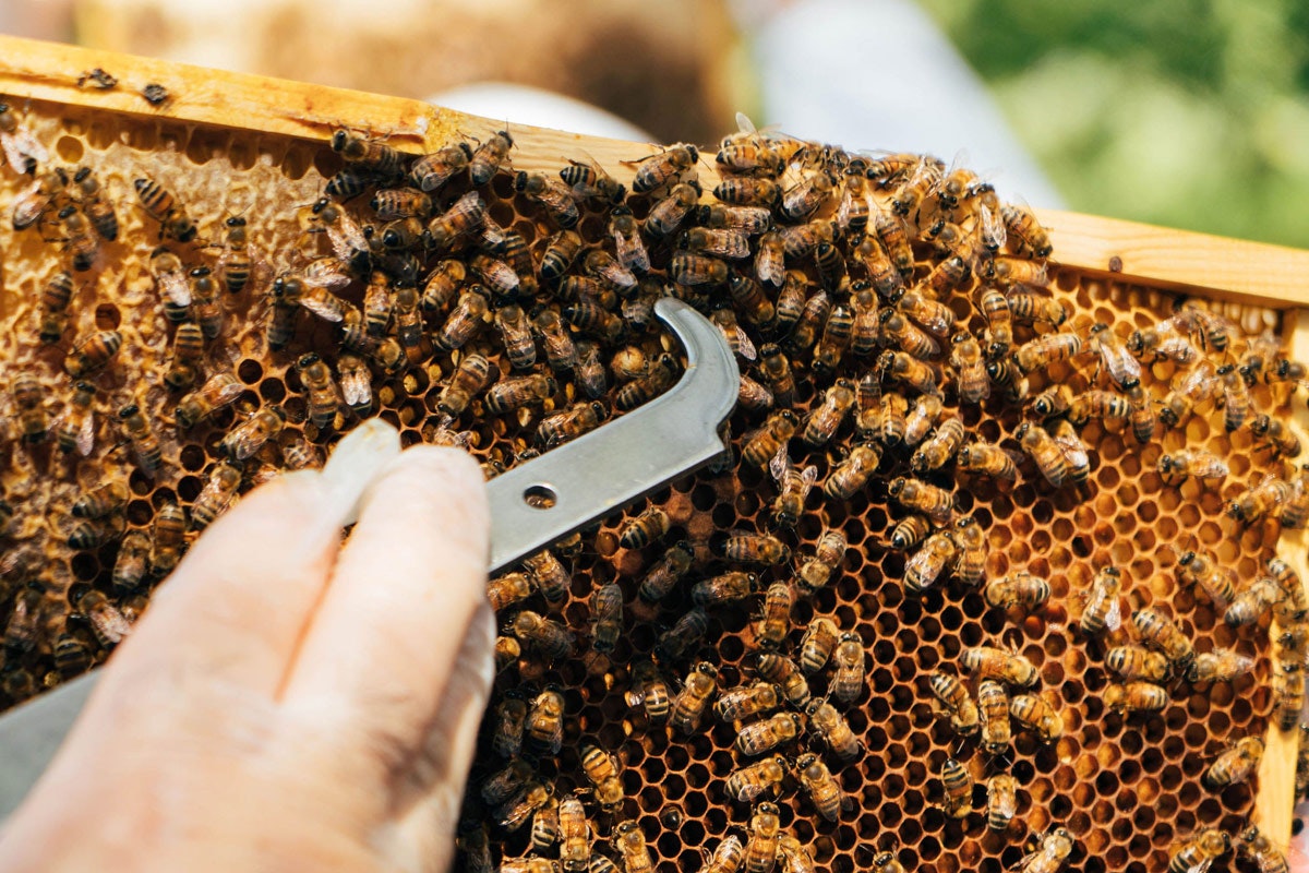 Day in a Life of a Hiver Beekeeper