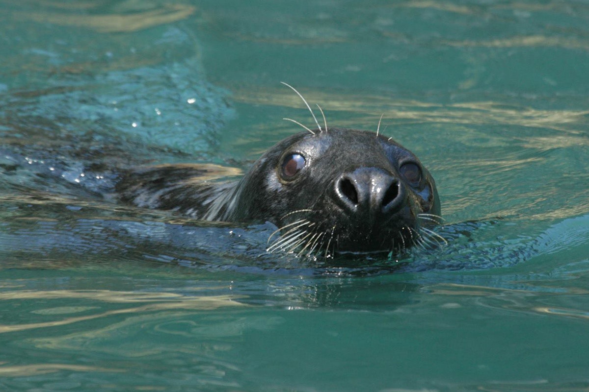 Sea Lion in the ocean