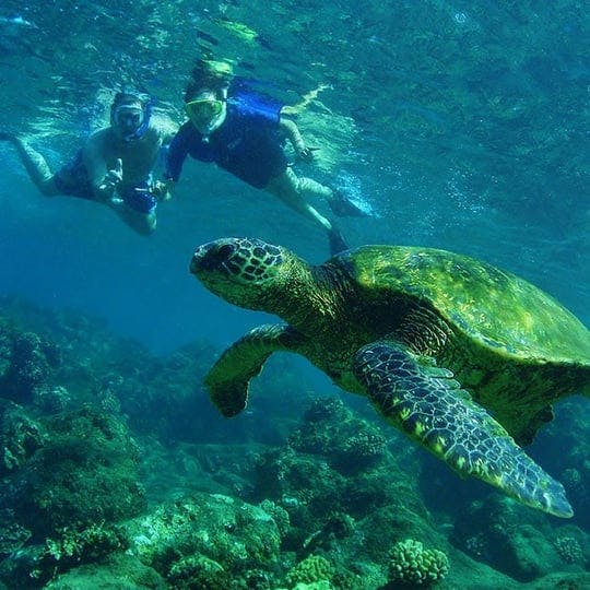 Scrubbing Diving with Turtles 
