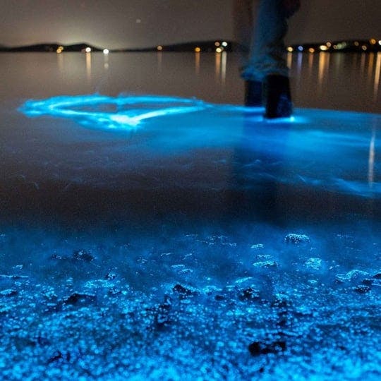 florida bioluminescence kayaking tour
