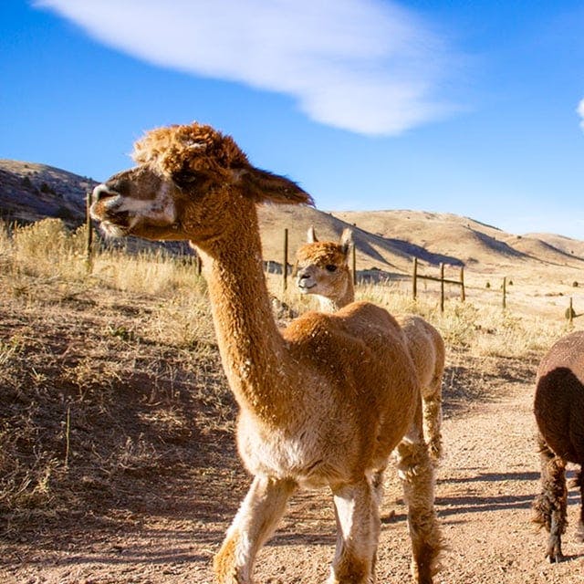 Alpacas Walking 