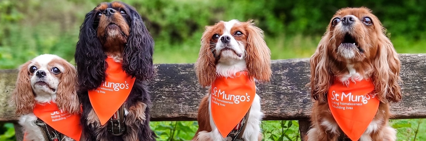 Four dogs sitting in a row, all with St Mungo's bandanas around their necks.