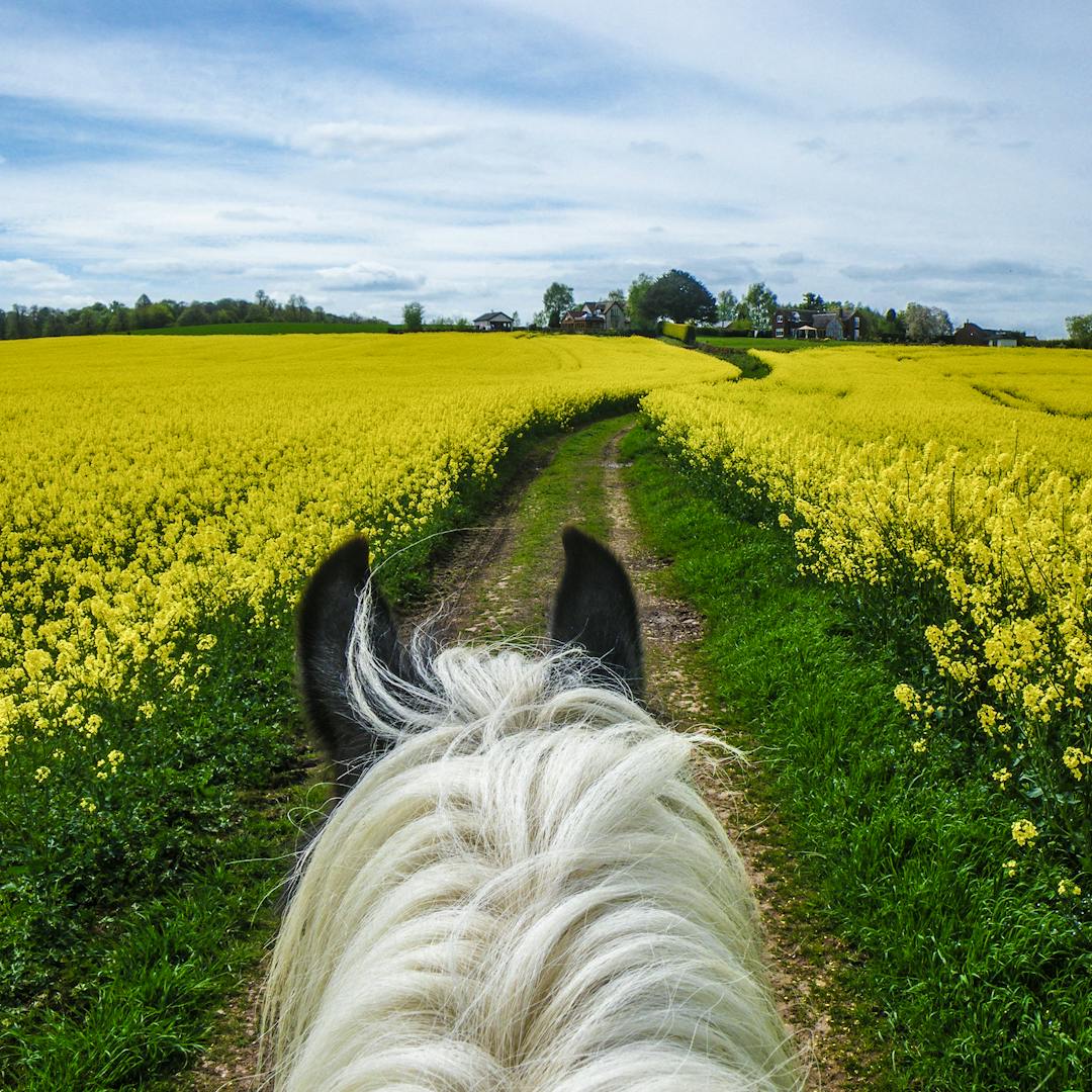 back of horse head against flowery backdrop