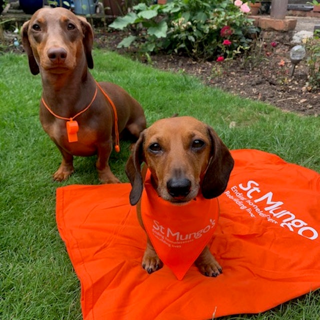 Picture of two dogs on a St Mungos tshirt