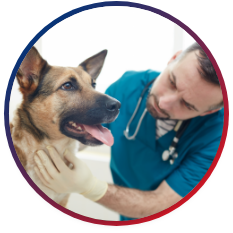 A vet looking after a dog