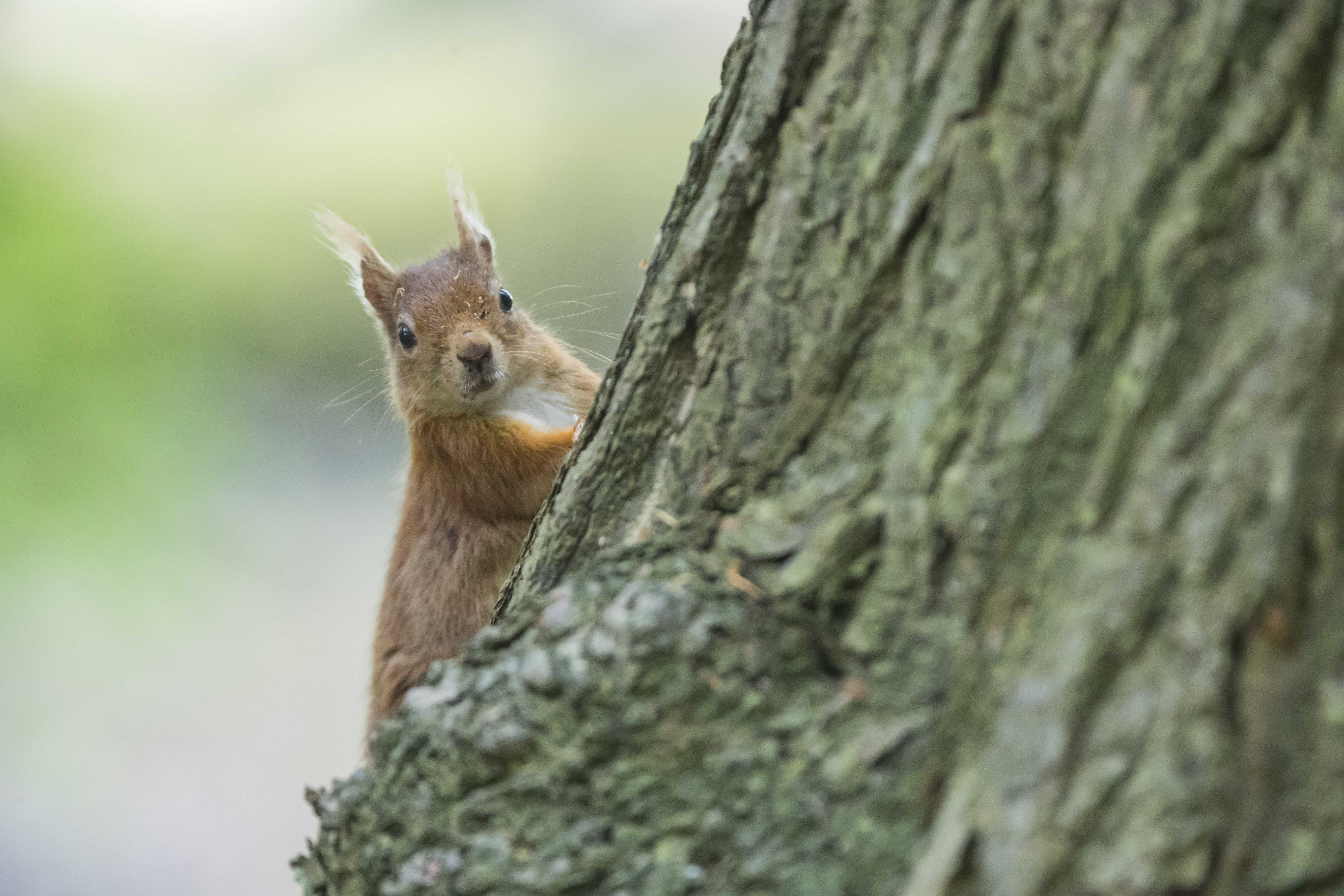 Image of a squirrel