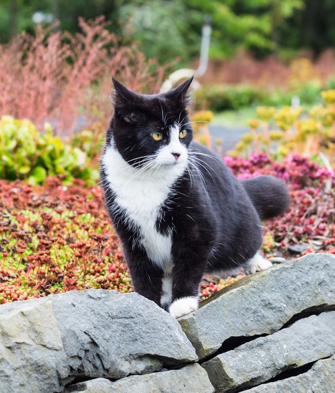 Kattatryggingar