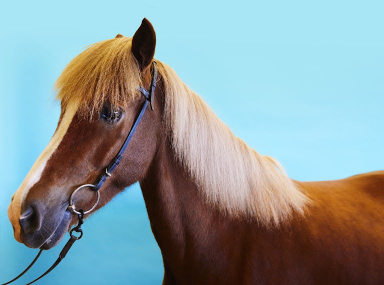 limited horse life insurance horse