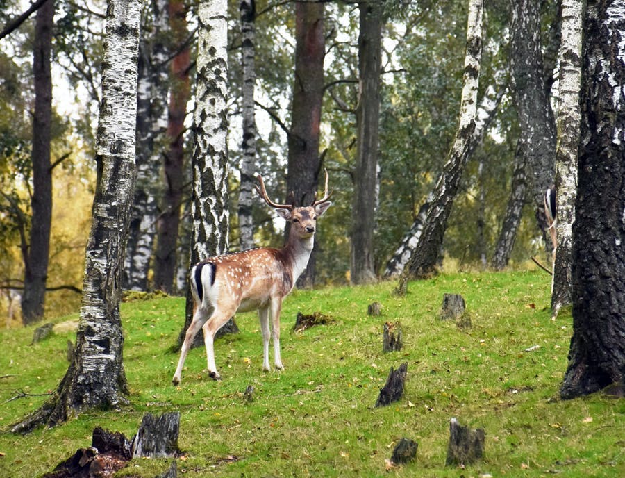 Hjorten står bland björkar