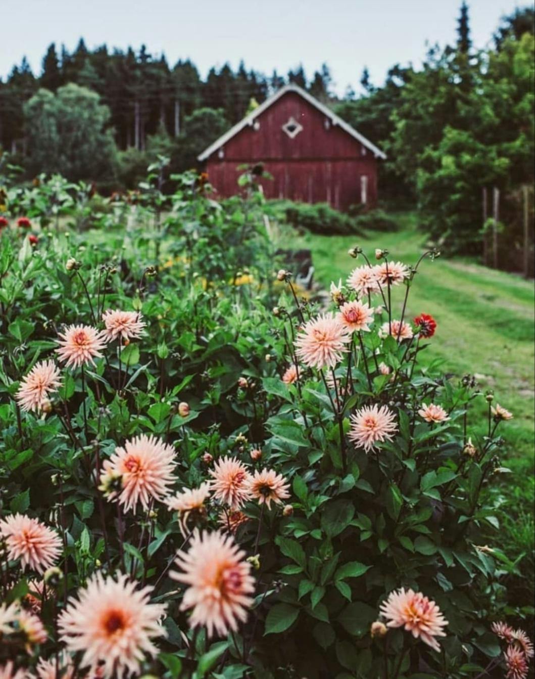 Blommande orangea dahlior i förgrunden framför en stor röd lada och grön gräsmatta.