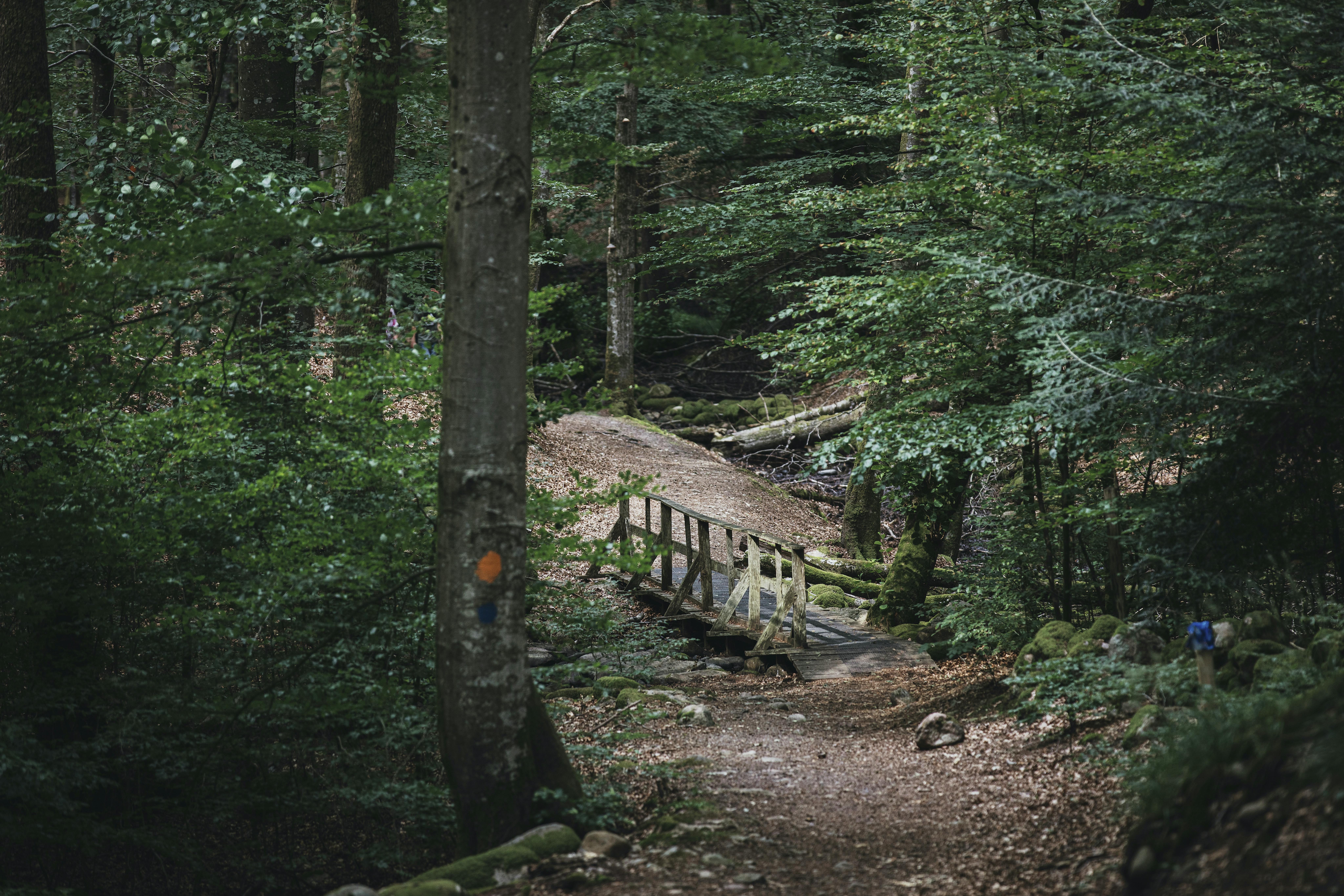Kleine Holzbrücke im Wald.