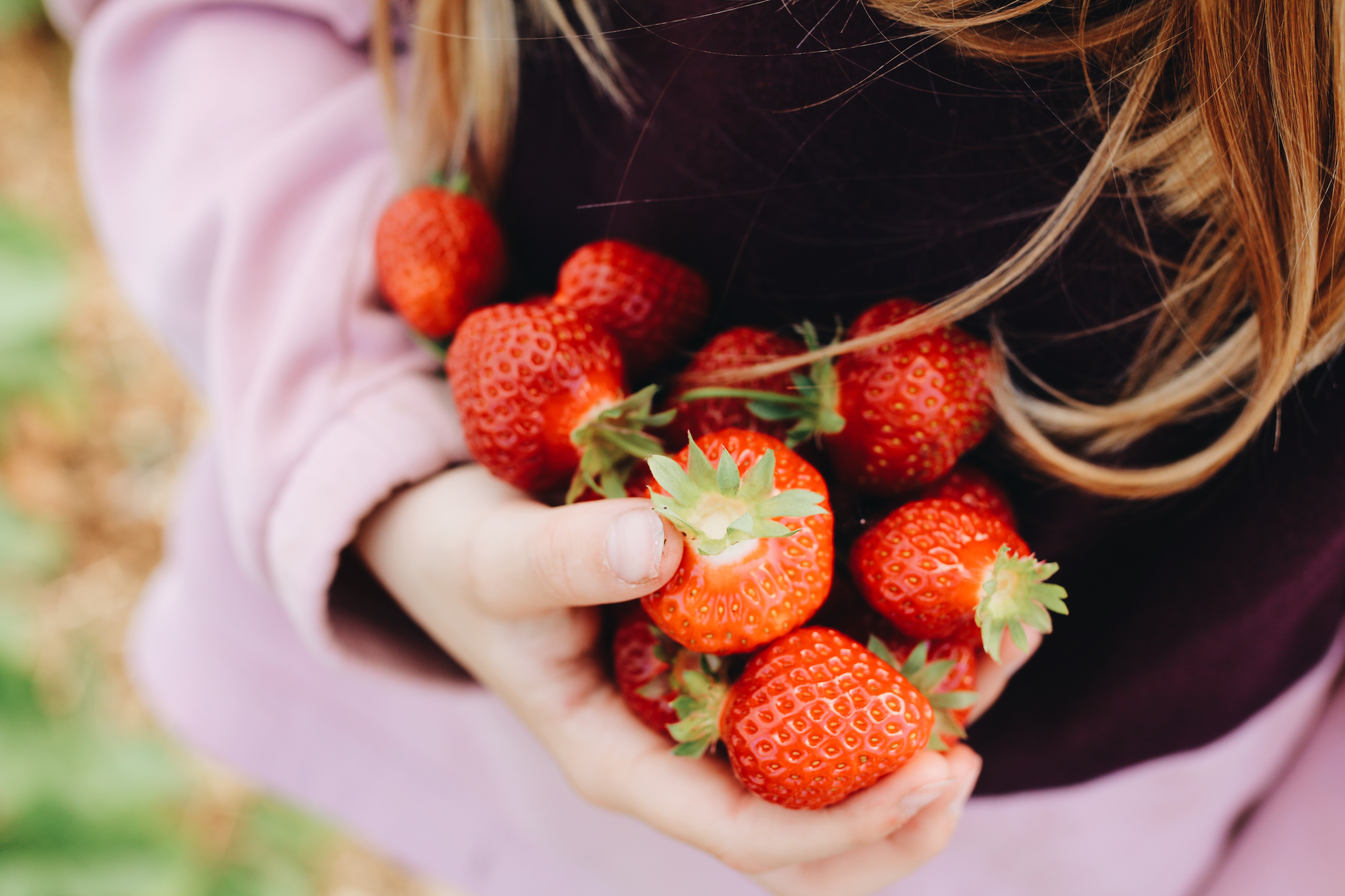 Plocka jordgubbar i Halland.