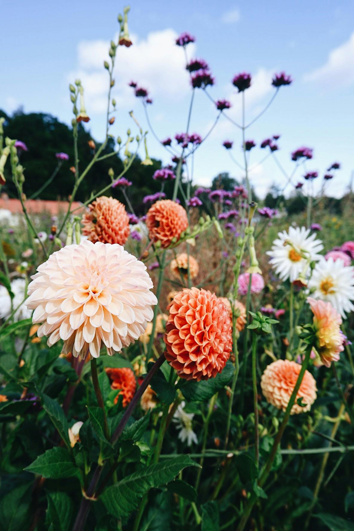 Vackra blommor i Kungsbacka, Halland