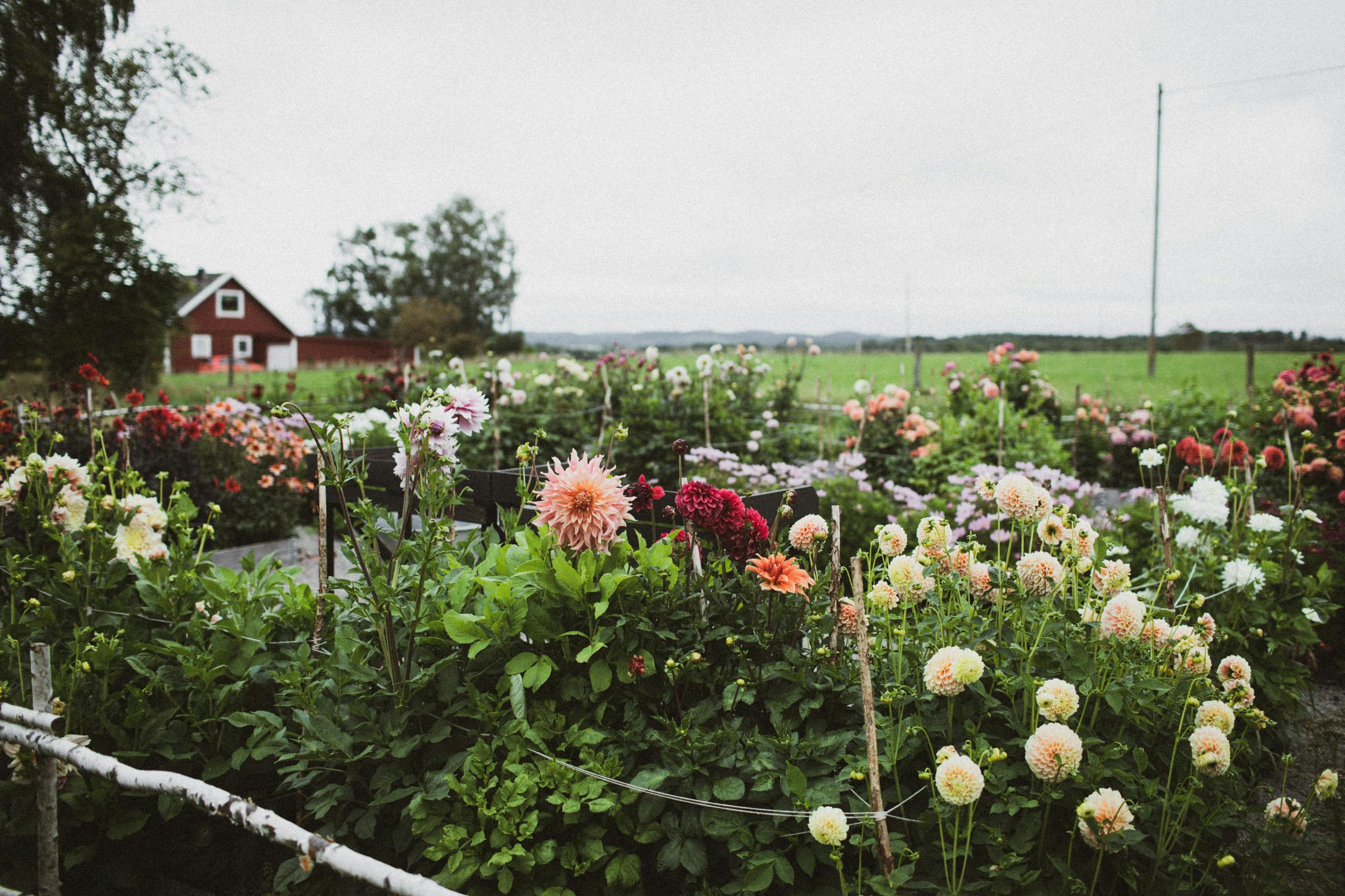 I Halland hittar du många självplock av blommor.