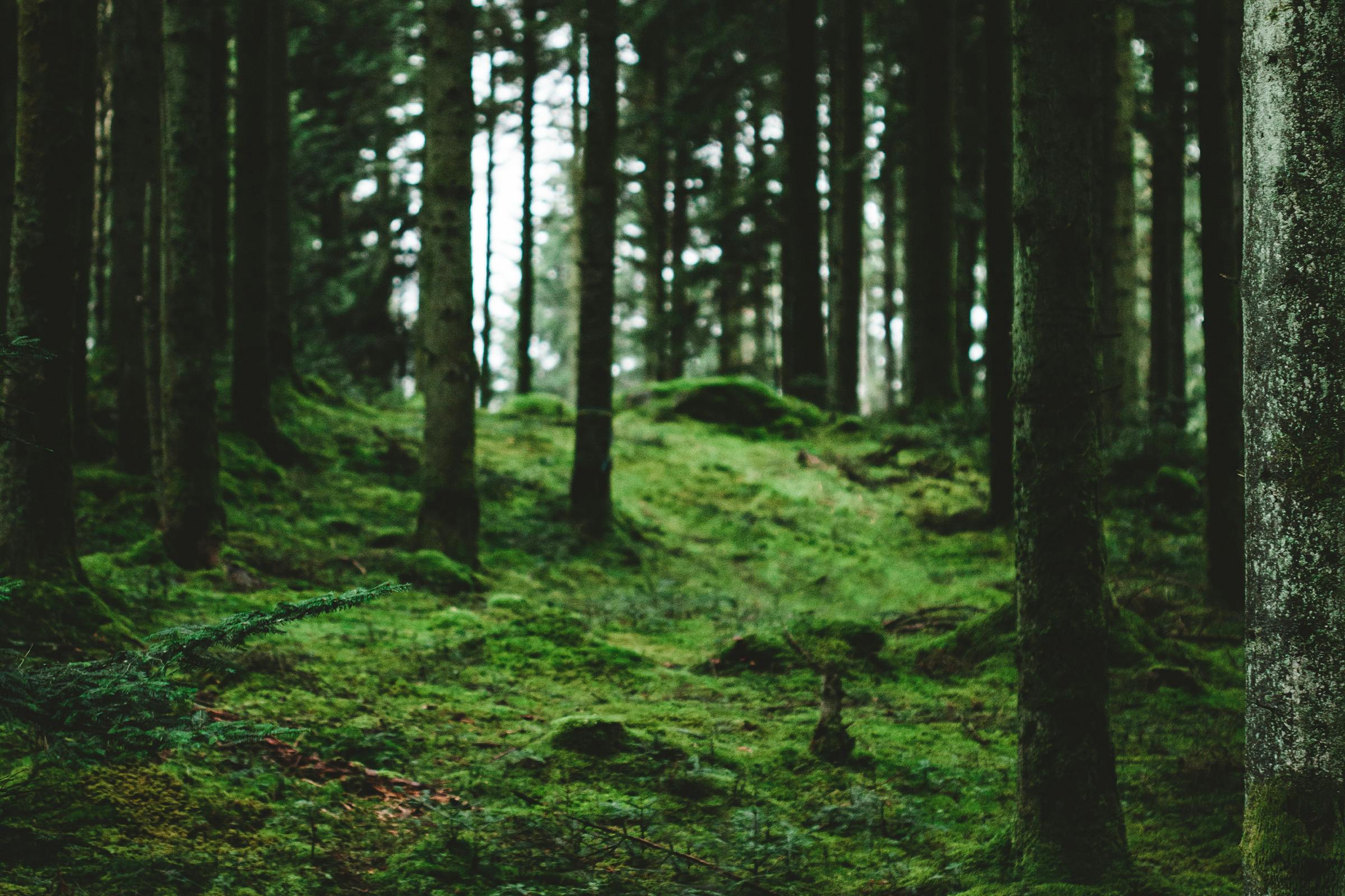 Mossa och tallar i skogen, Halland.