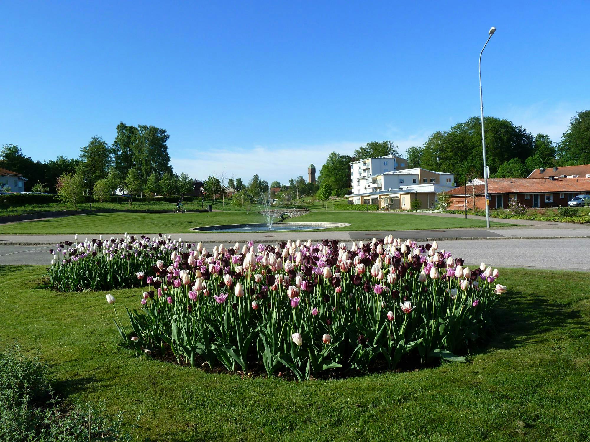 Blommande tulpaner i vitt ch lila i laholms stadspark.