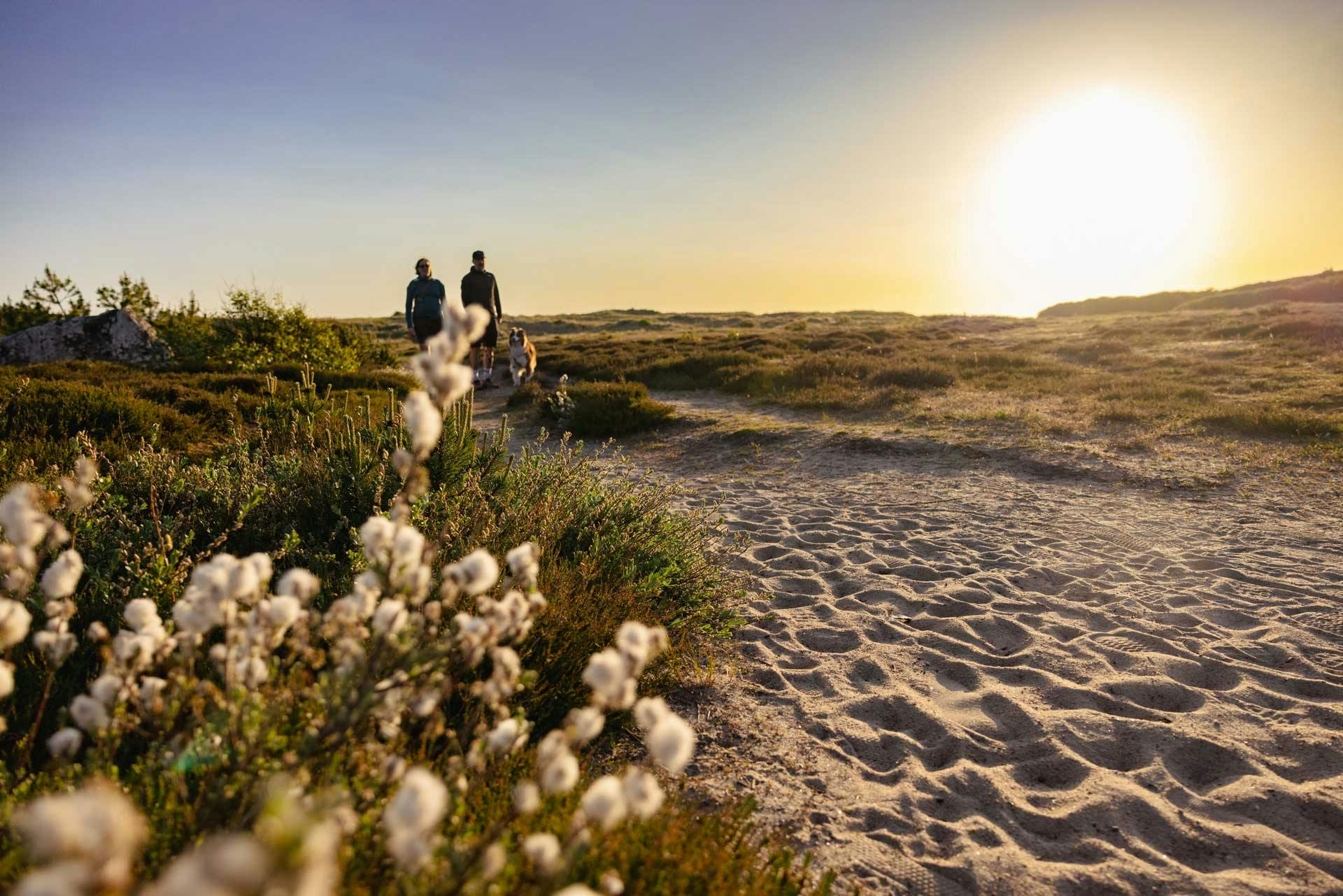 Zwei Personen wandern durch die Dünenlandschaft im Abendlicht.