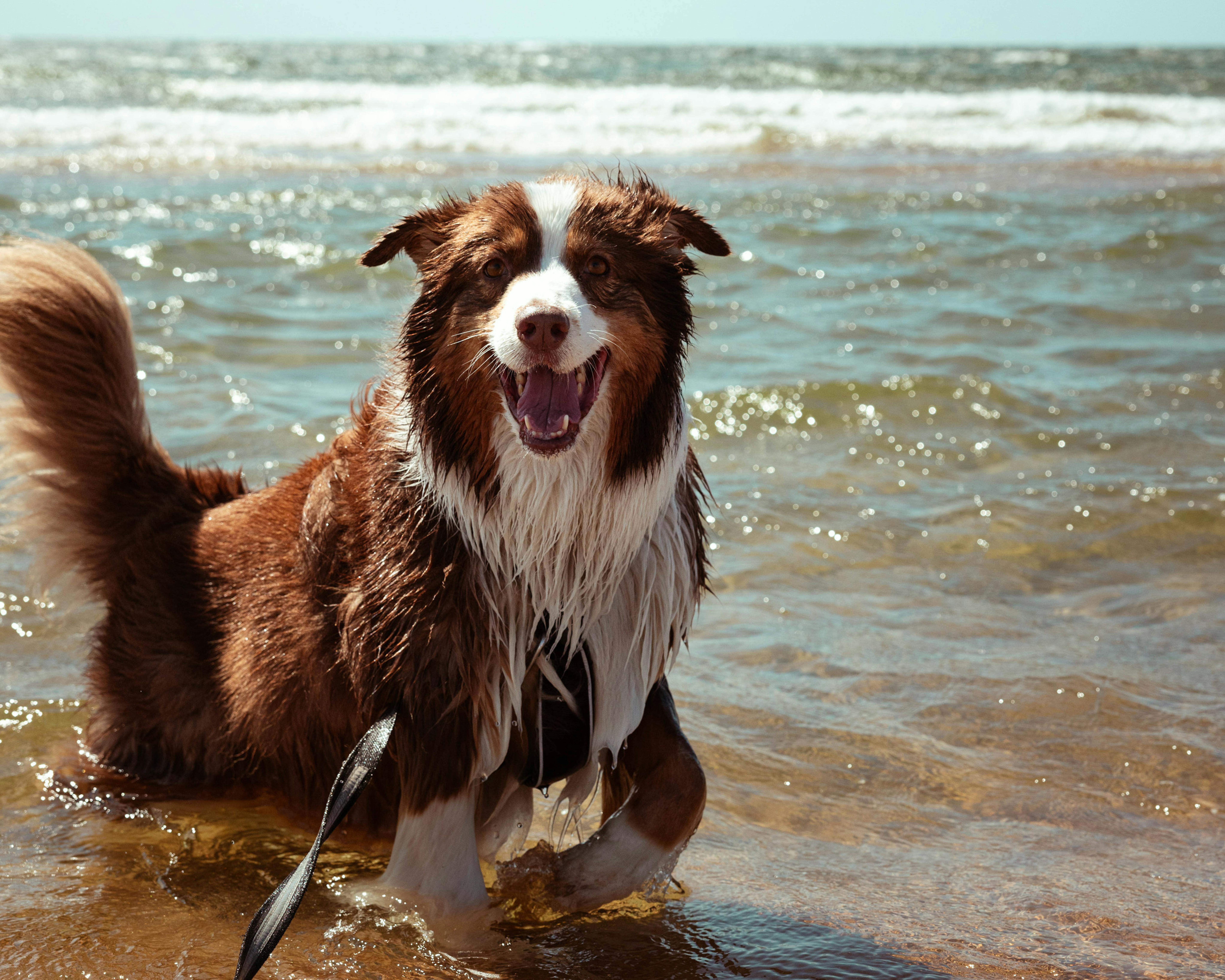 Brauner Hund spielt am Strand im Wasser.