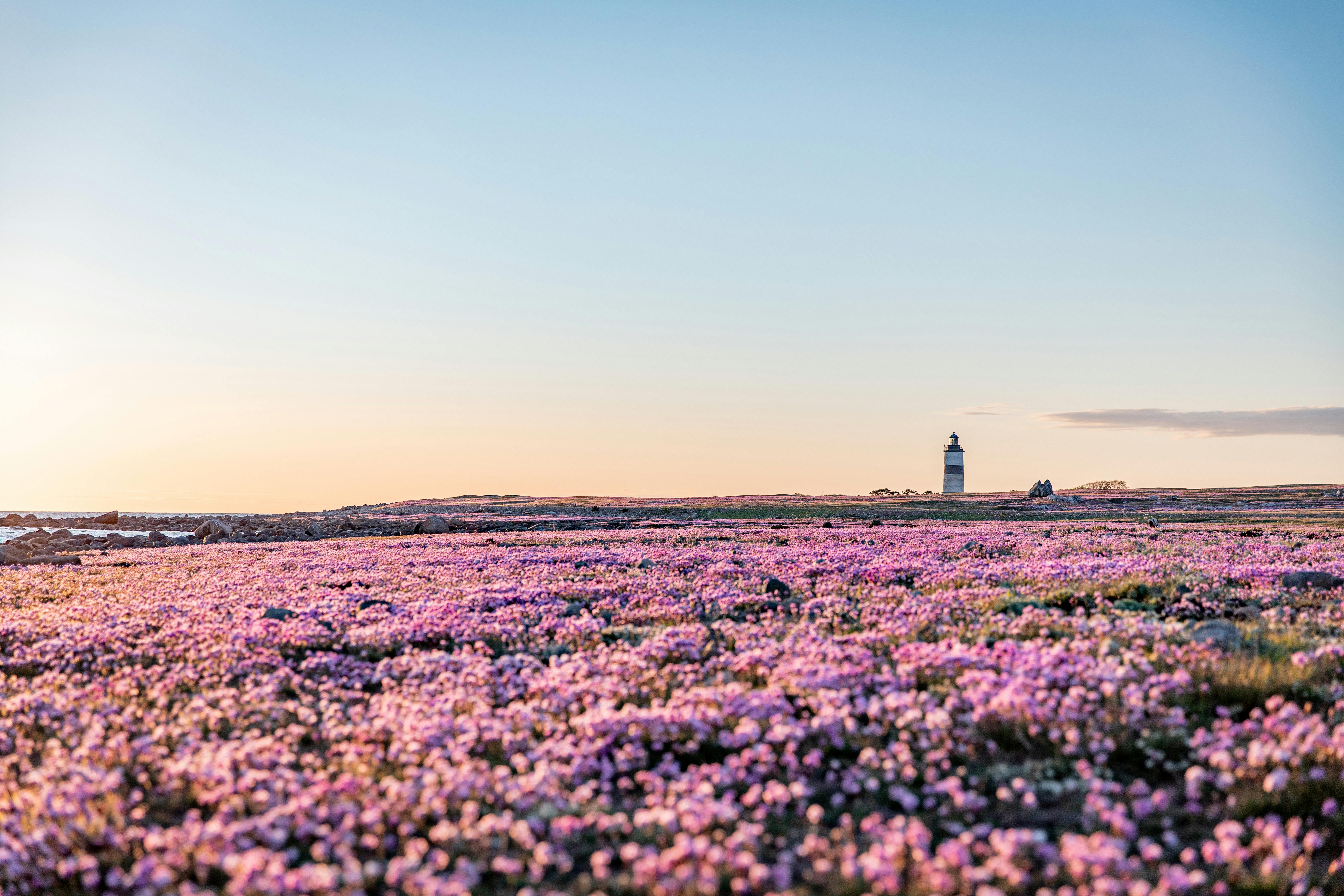 Morups tånge och blommande strandtrift 