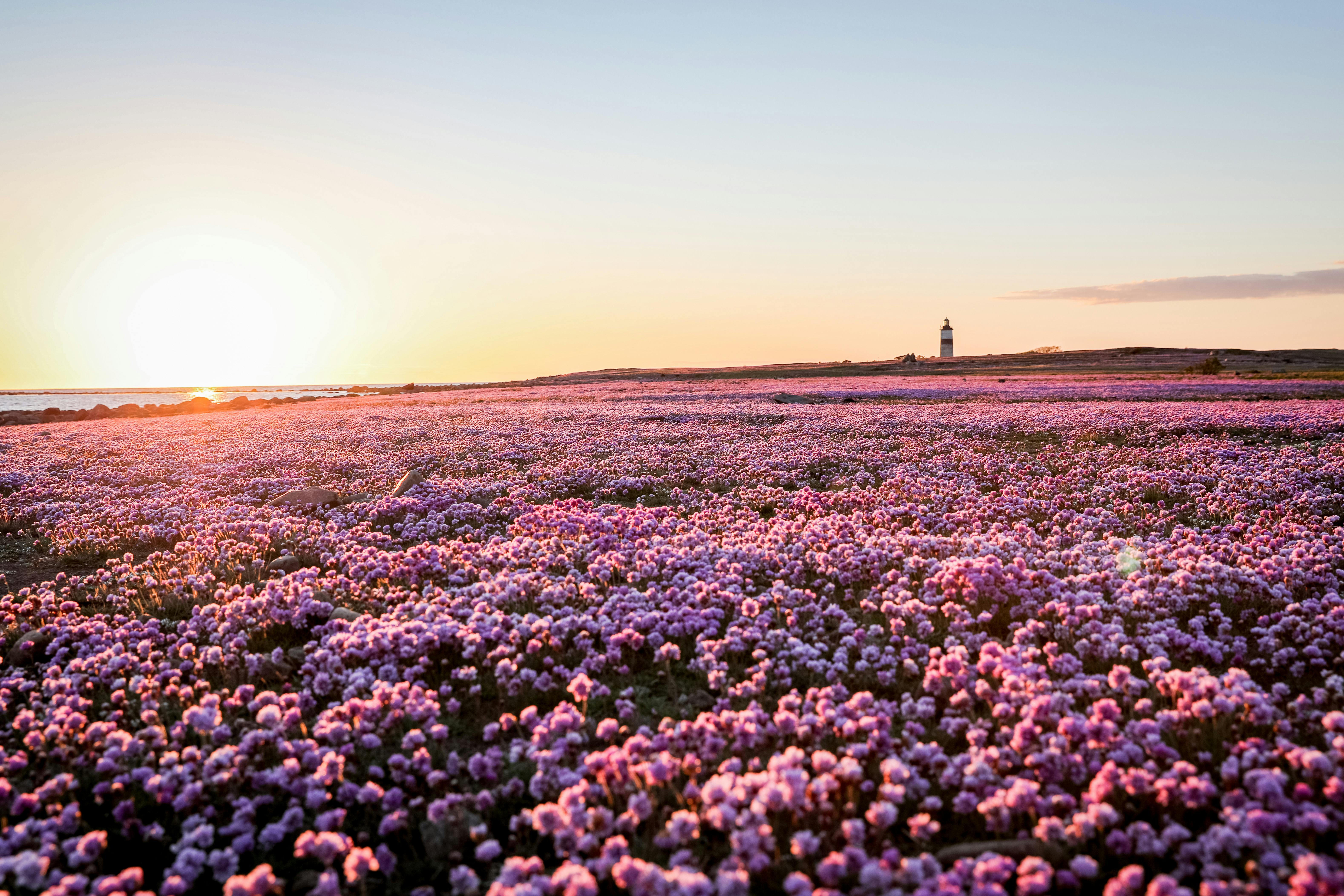 Morups tånge och blommande trift