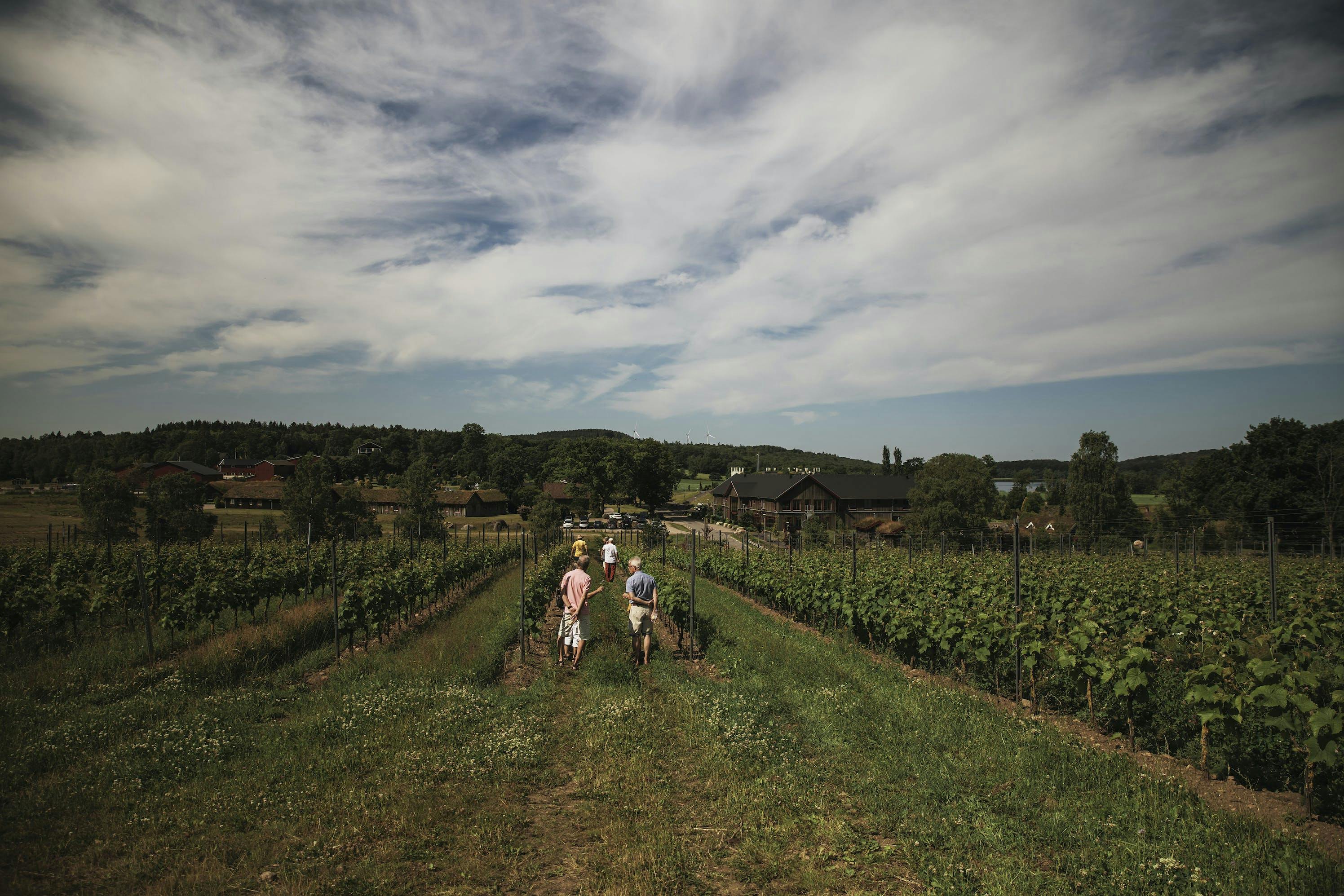 Ett gäng personer är på vingårdsvandring på Ästad vingård.