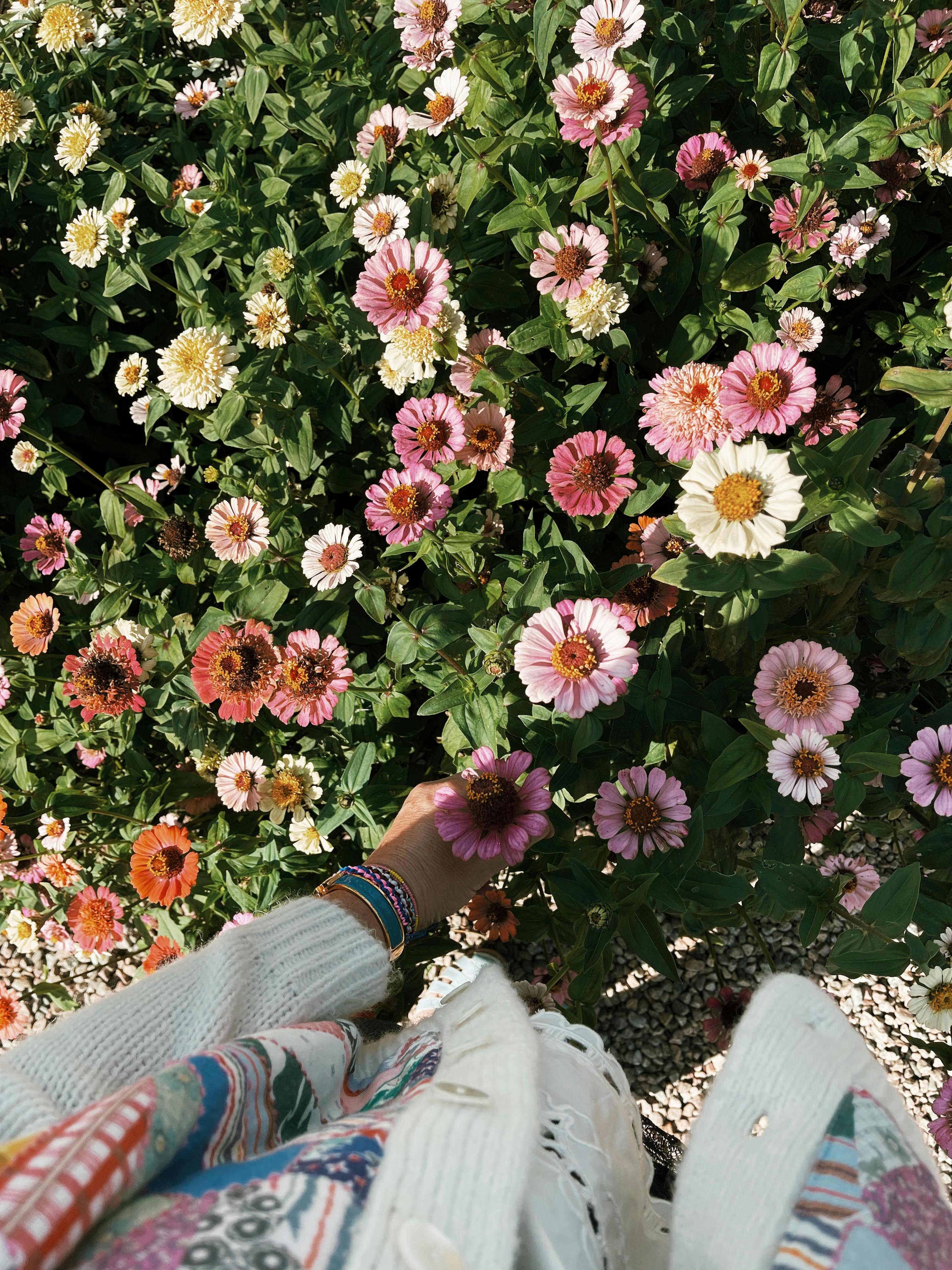 Plocka blommor i Halland