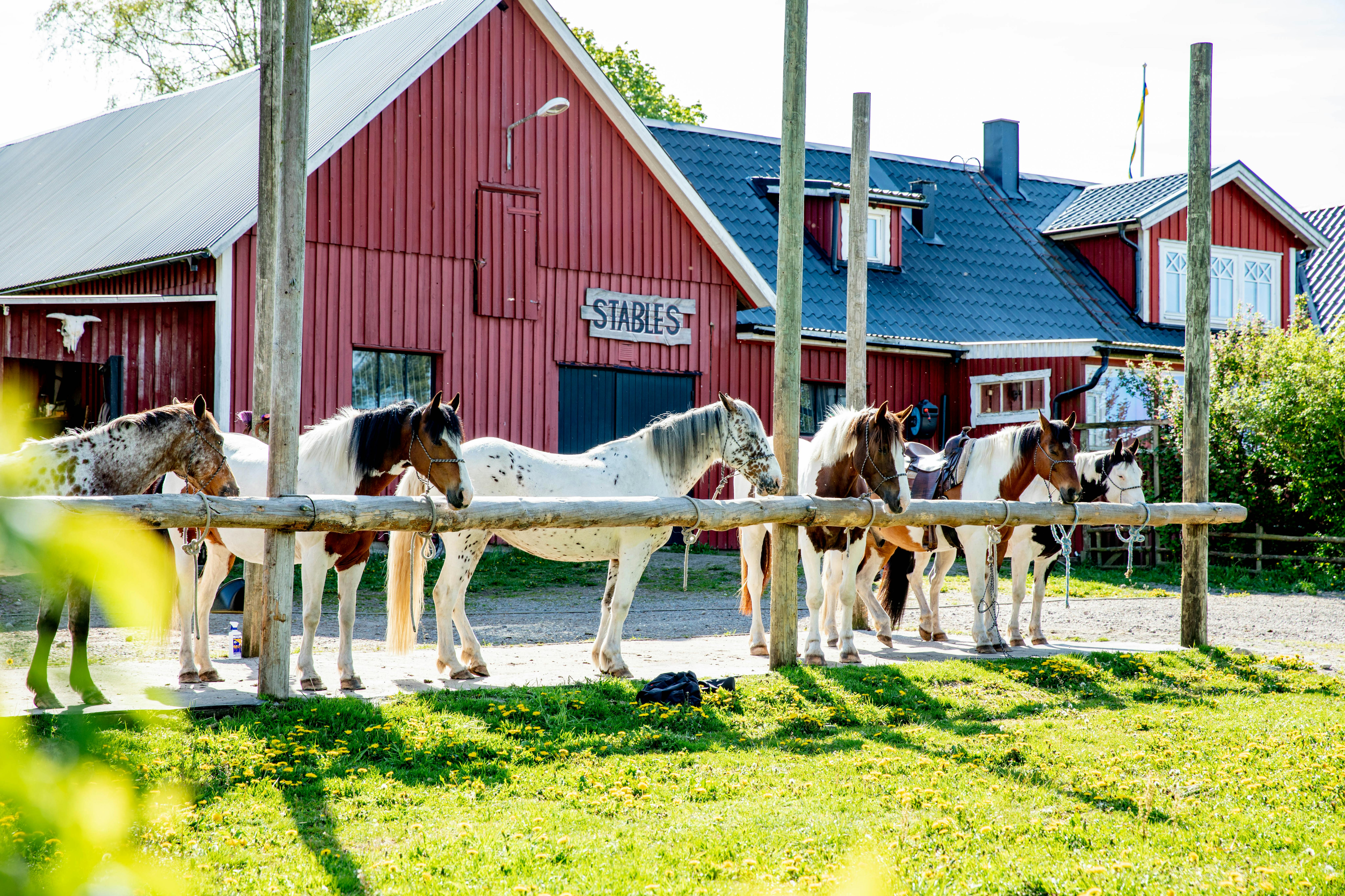 Pferde vor dem roten Haus der Eddylou Ranch.