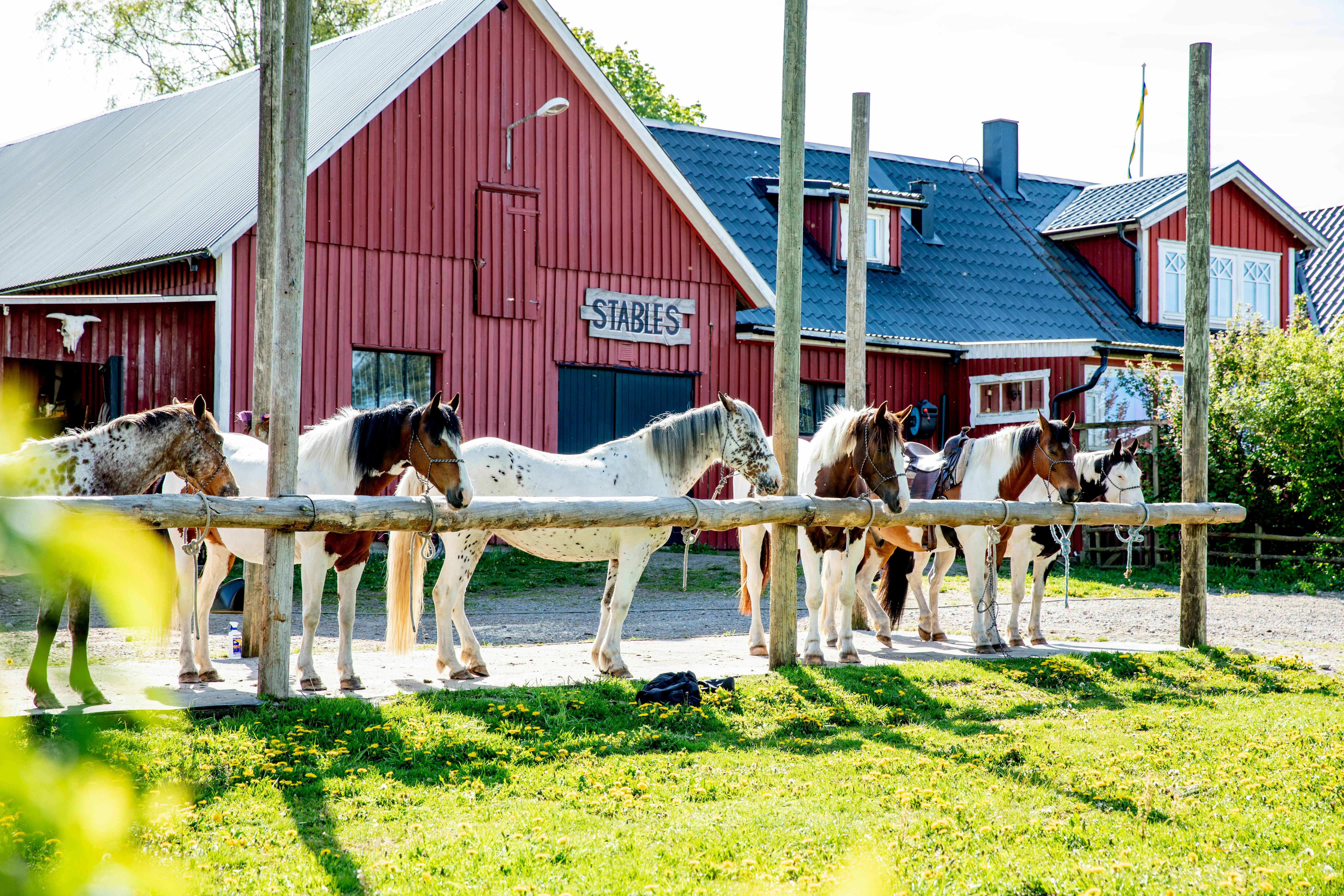 Eddylou Ranch, hästar framför ett rött hus med vita knutar. 
