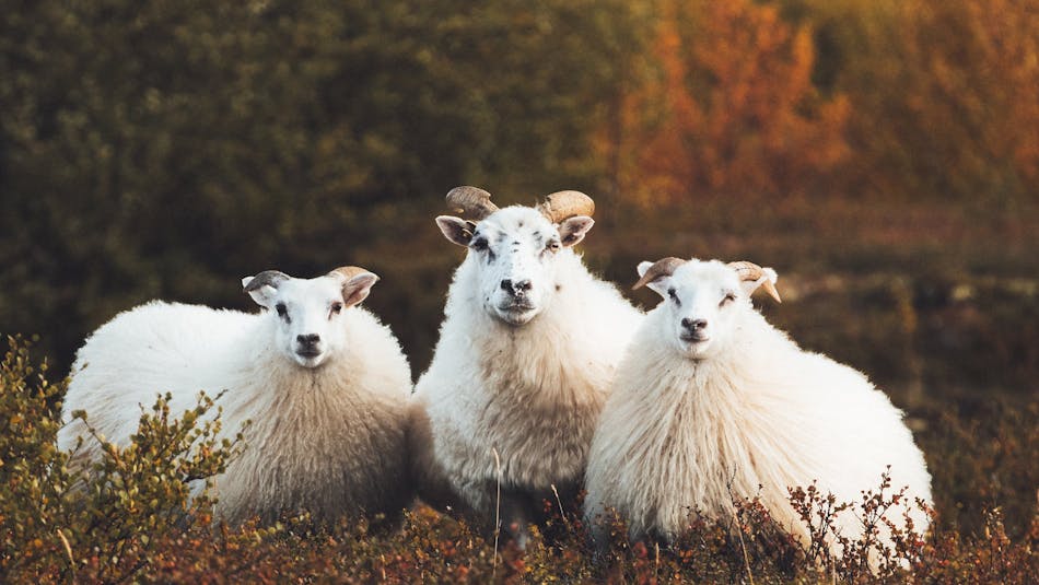 three Icelandic sheep in autumnal landscape