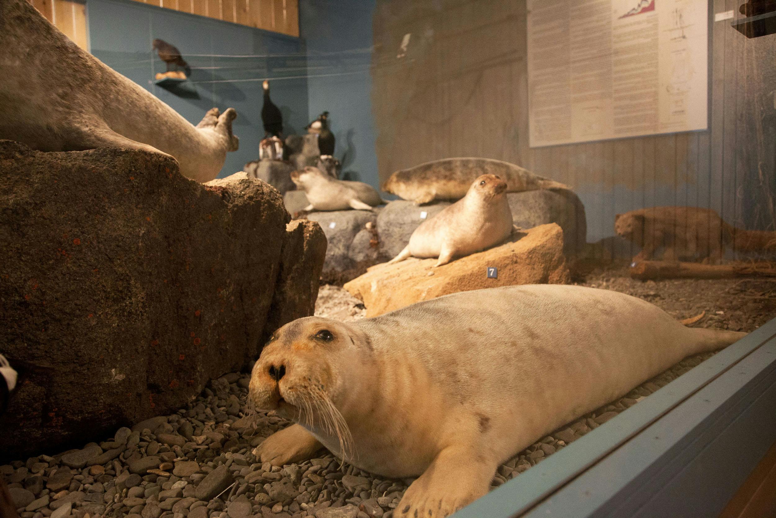 Stuffed seal in an exhibition case at the Seal Center
