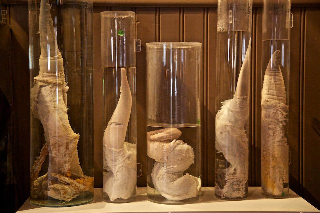 Exhibit of sample penises at the Icelandic Phallological Museum  
