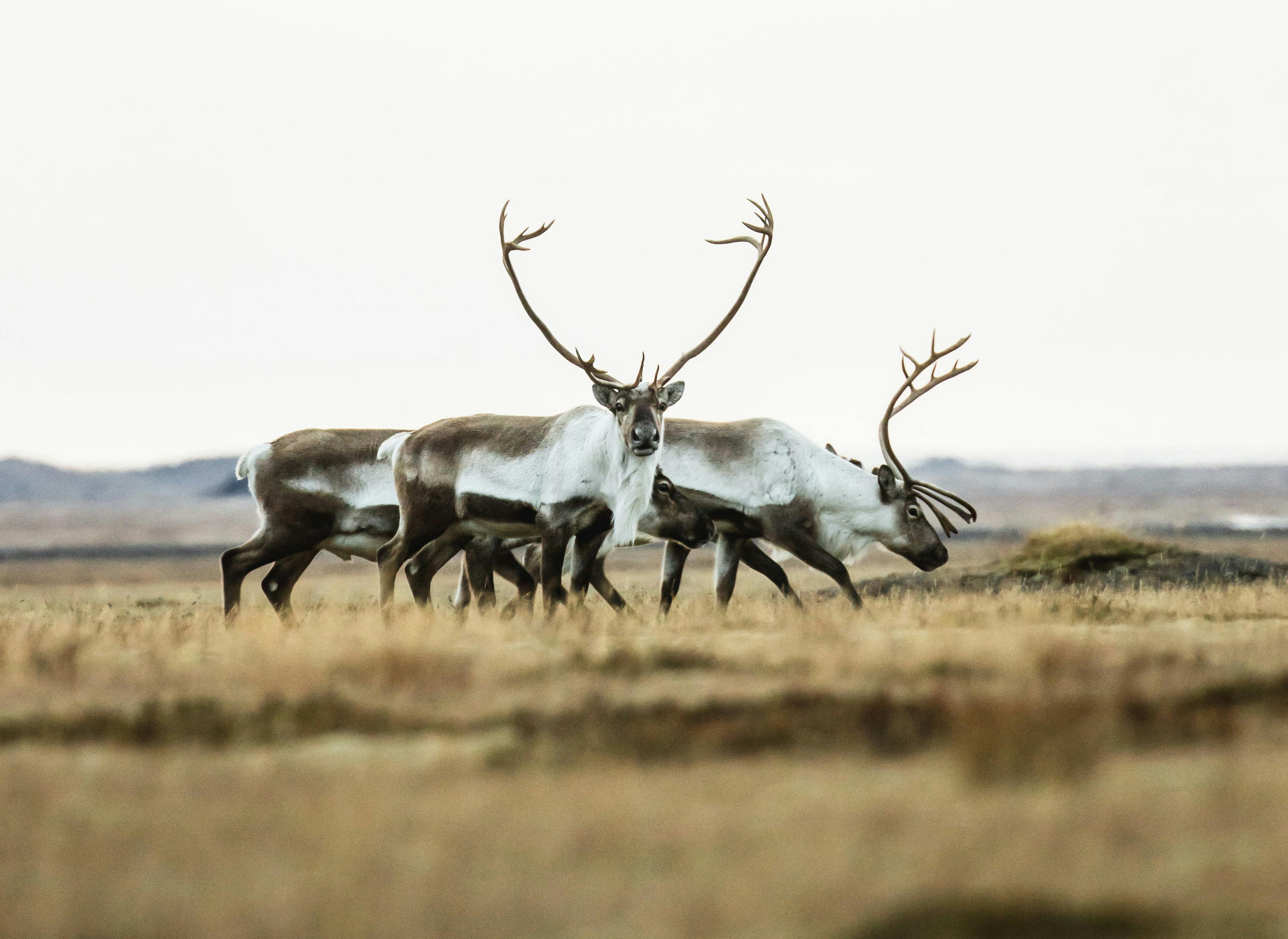 A reindeer looking straight into the camera