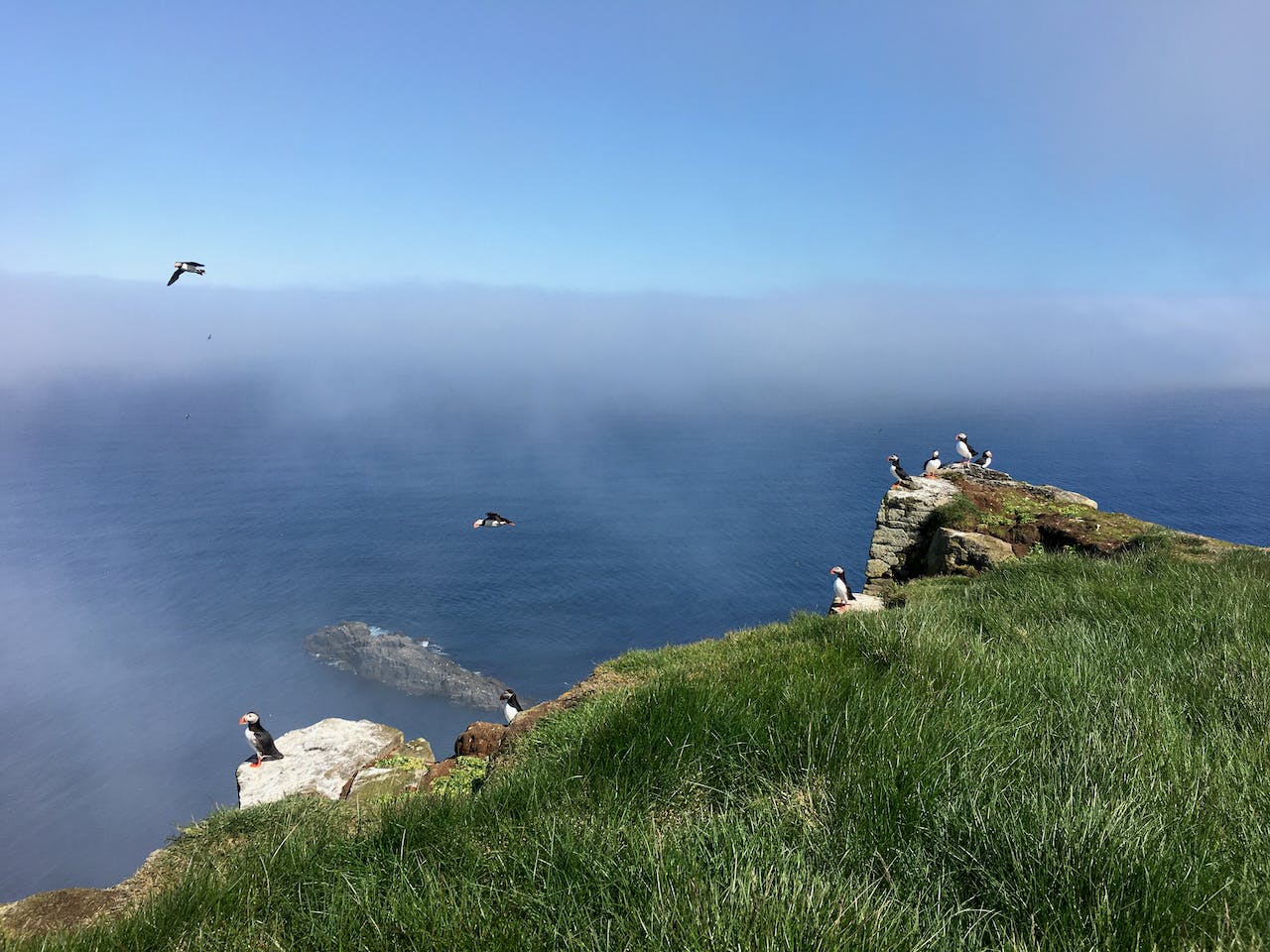 Puffins sitting on top of a bird cliff