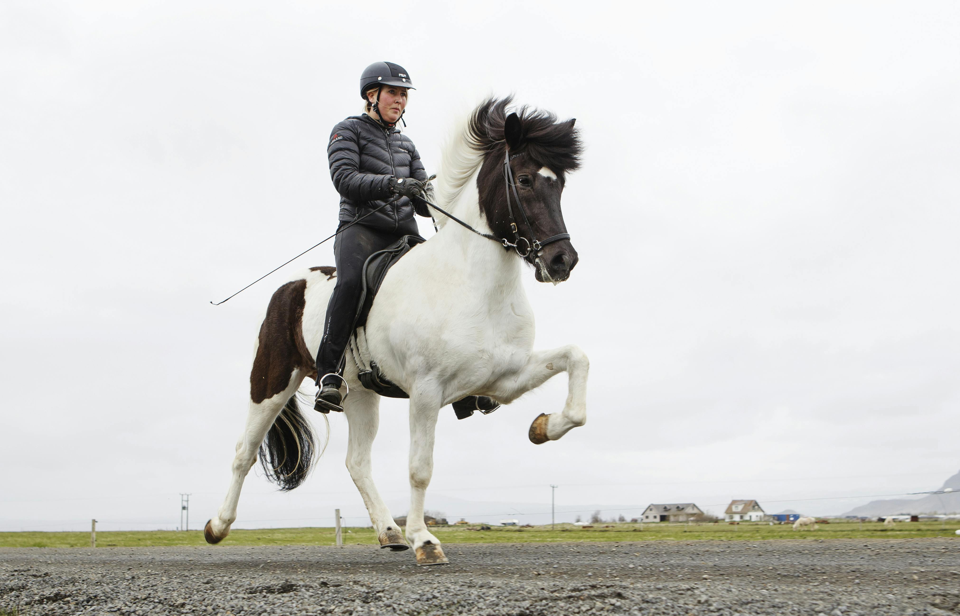 Horses of Iceland. Icelandic Horses, Icelandic Horse breed, The Icelandic Horse breed
