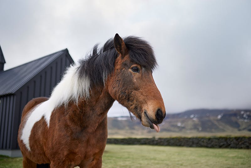 Hekla an Iceland horse