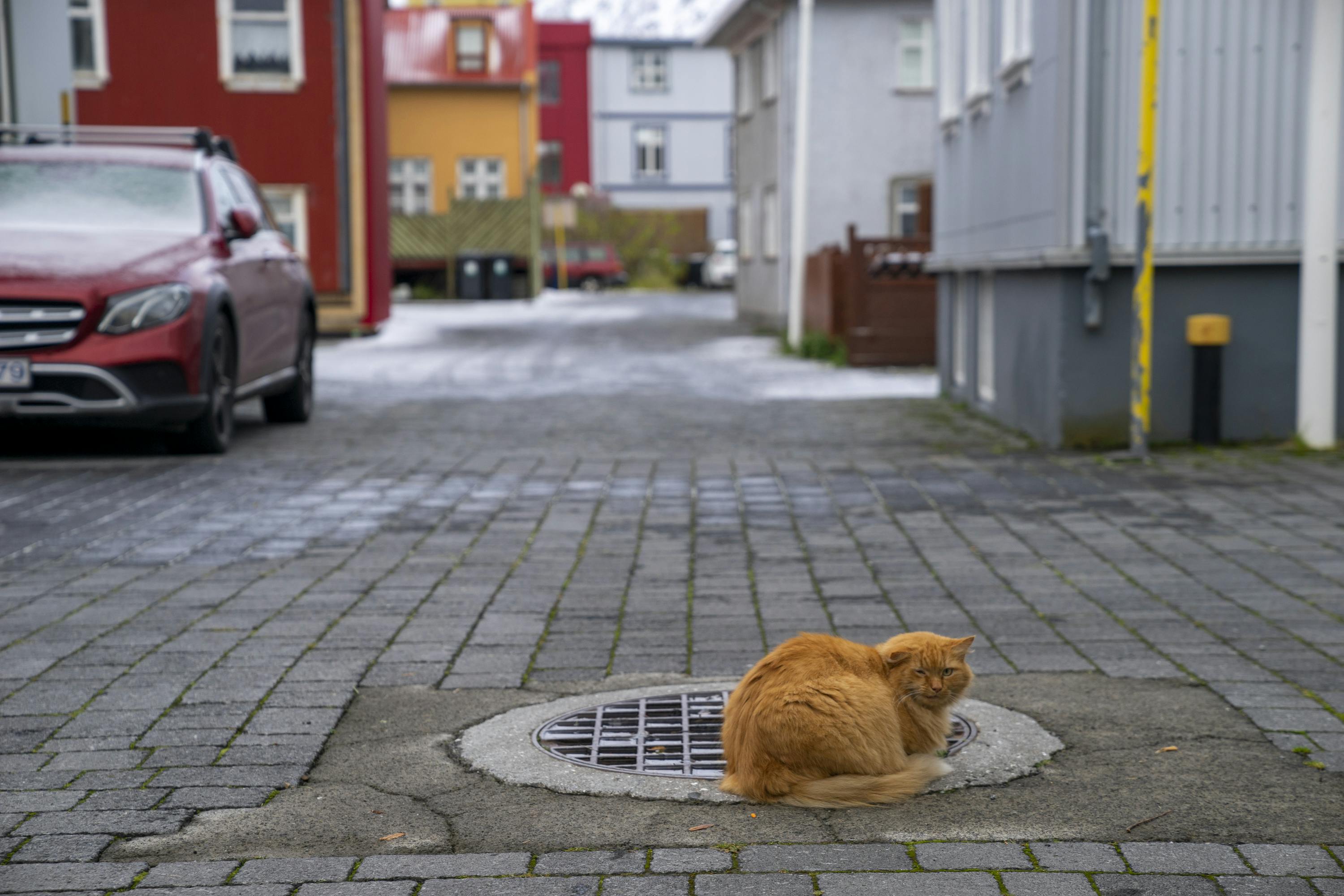 Cat in Ísafjörður