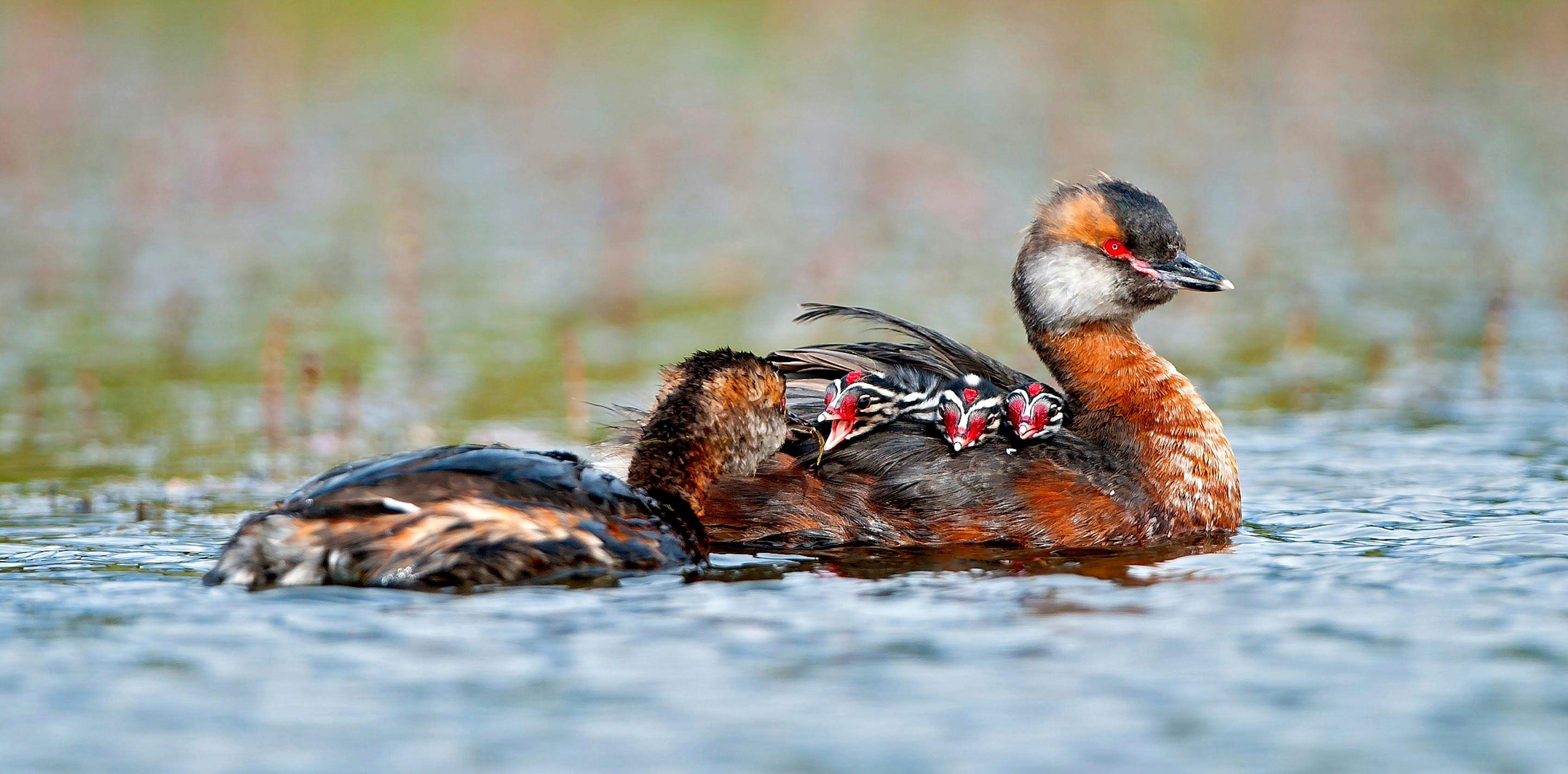 Slavonian grebe birds swimming